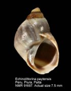 Echinolittorina paytensis